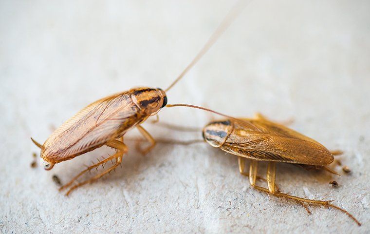 How To Identify Different Types Of Cockroaches In Your Syracuse Home ...